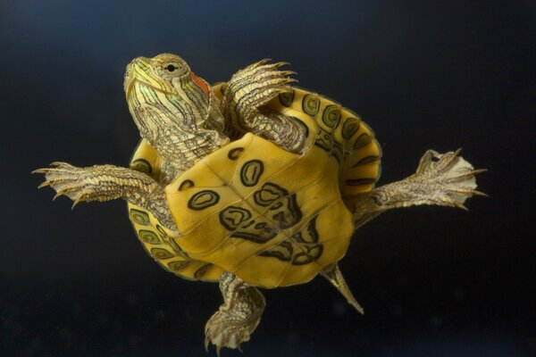 Żółw czerwonolicy ialysh pokazuje swój kolor walki na klatce piersiowej