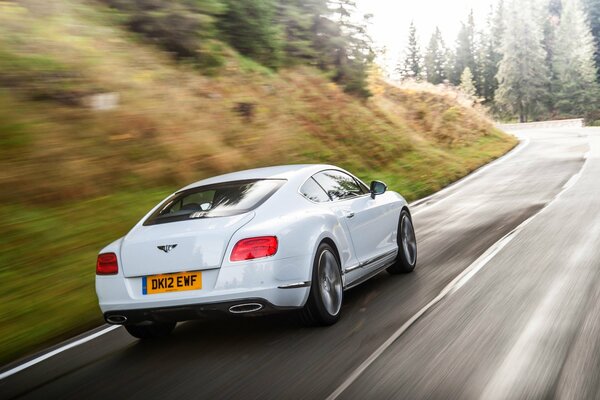 Biały Bentley w ruchu z dużą prędkością w lesie