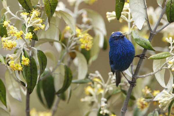 Un uccello di colore blu si siede sui rami