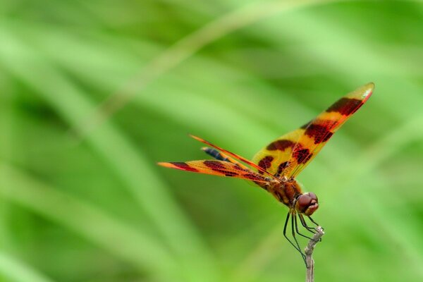 A beautiful insect on a green background