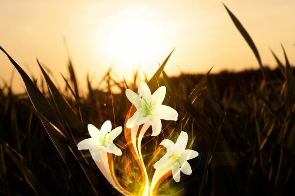 O zachodzie słońca w trawie kwiaty białe lilie