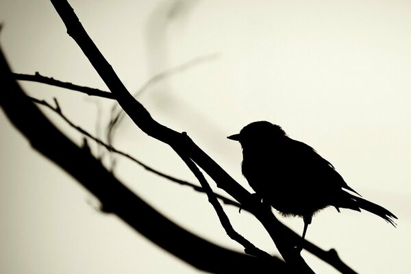 Black outline of a bird in white light