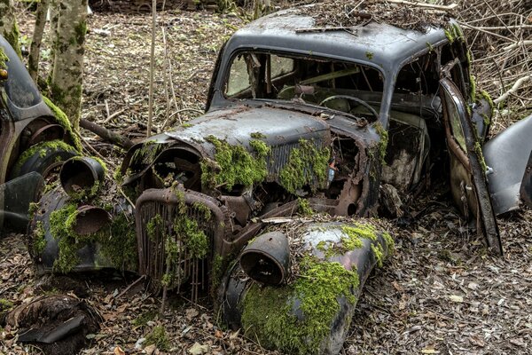 Métal belle vue dans la forêt