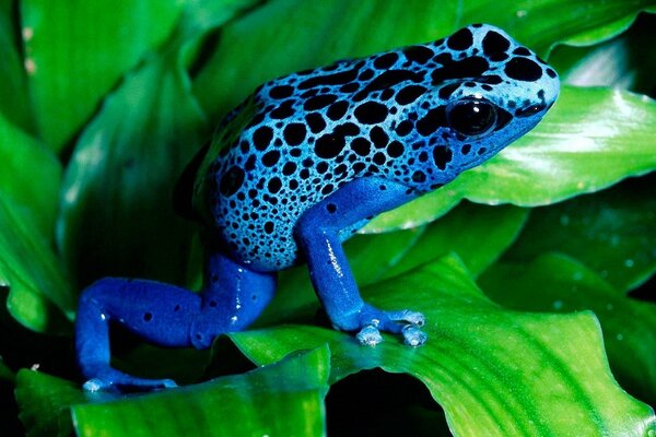 A blue frog on green leaves is preparing to jump