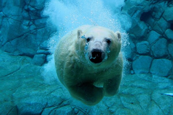 Niedźwiedź polarny pływa pod wodą