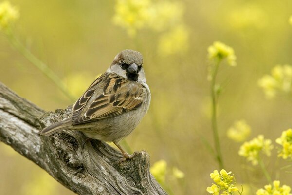 A feathered sparrow on a twig