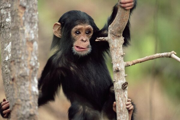 Bébé chimpanzé se faufile sur les branches