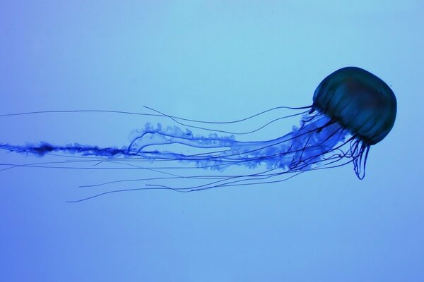 Le monde sous-marin et la queue de méduse