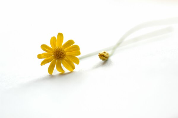 Minimalisme, fleur jaune sur fond blanc