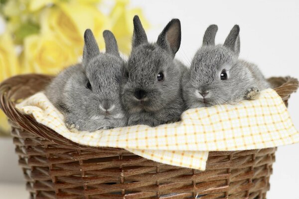 Trzy szare króliczki siedzą w jednym koszyku