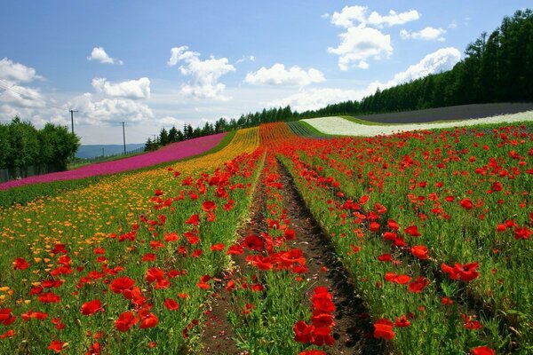 Buntes Mohnfeld im Sommer