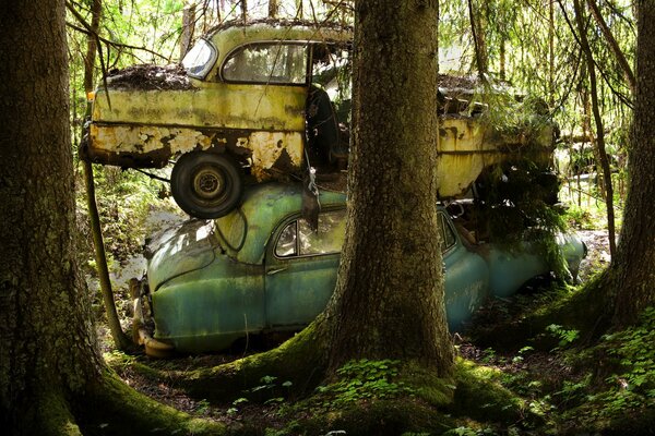 Сломанные машины в лесу превращены в произведение искусства