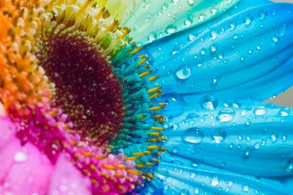 Pétales multicolores avec des gouttelettes d eau