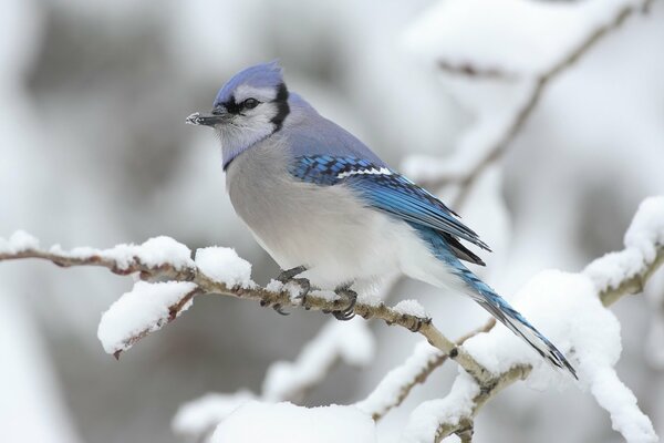 Blue bullfinch on a snowy branch