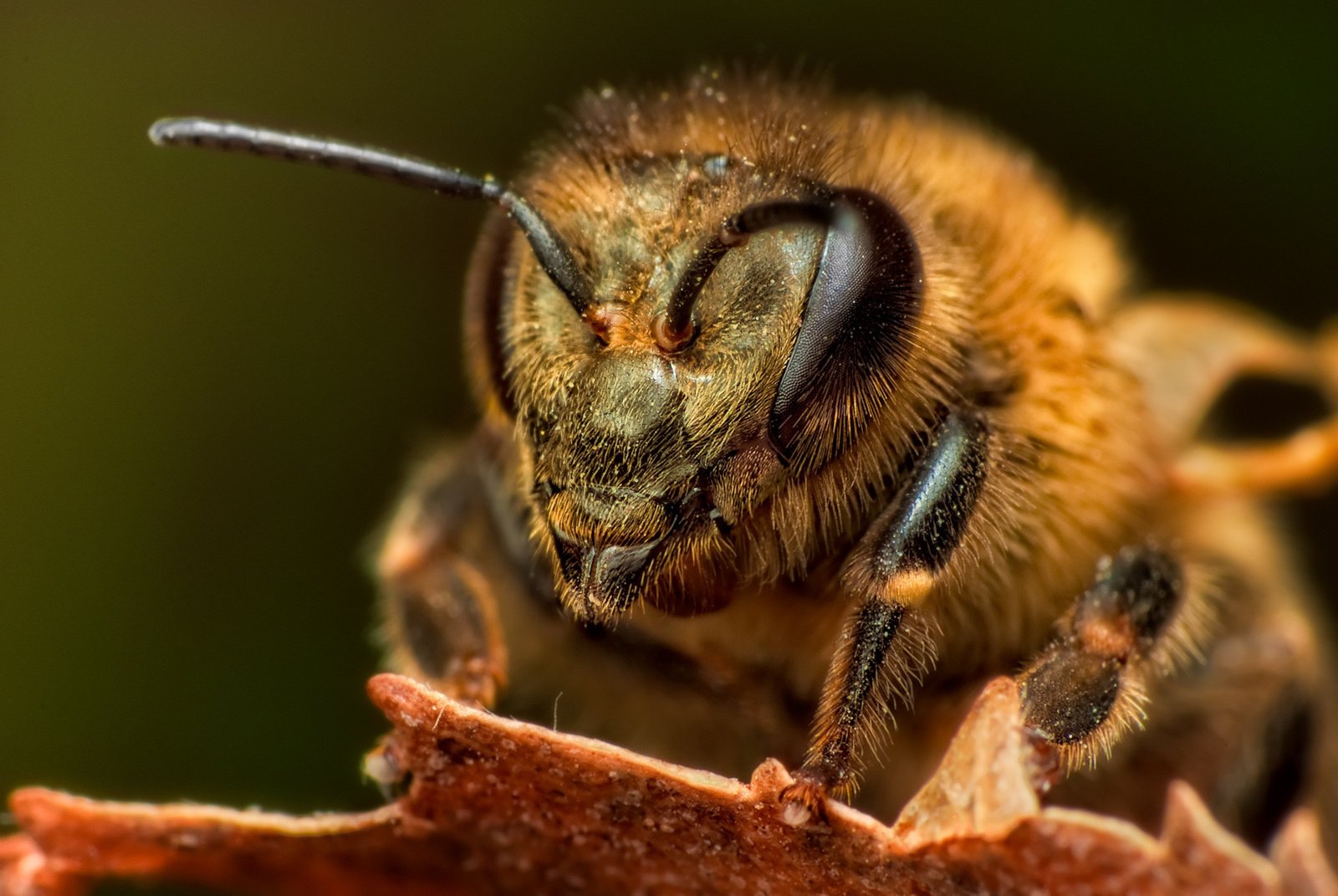 abeille yeux facette antenne poils gros plan