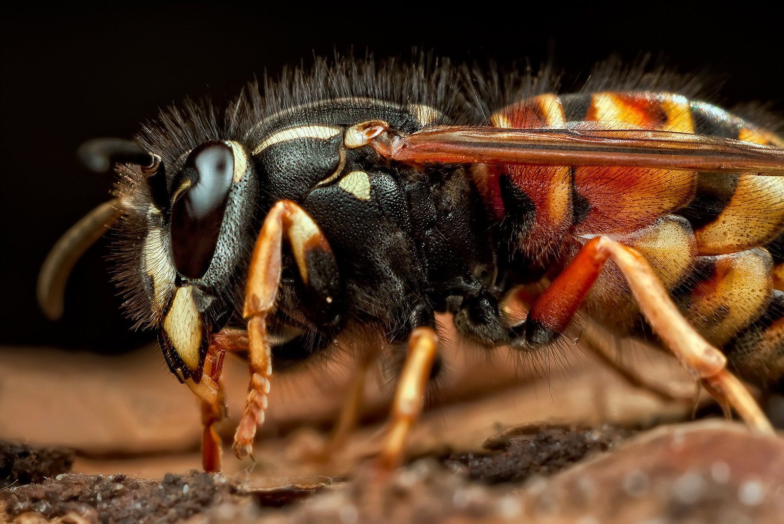 insect hornet eyes facet antenna antennae macro