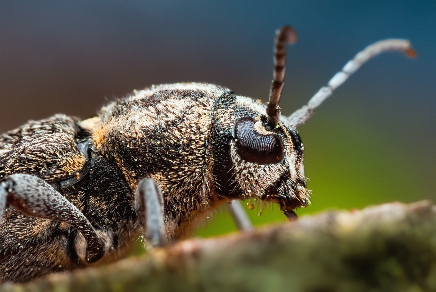 insect eyes facet antenna antennae macro