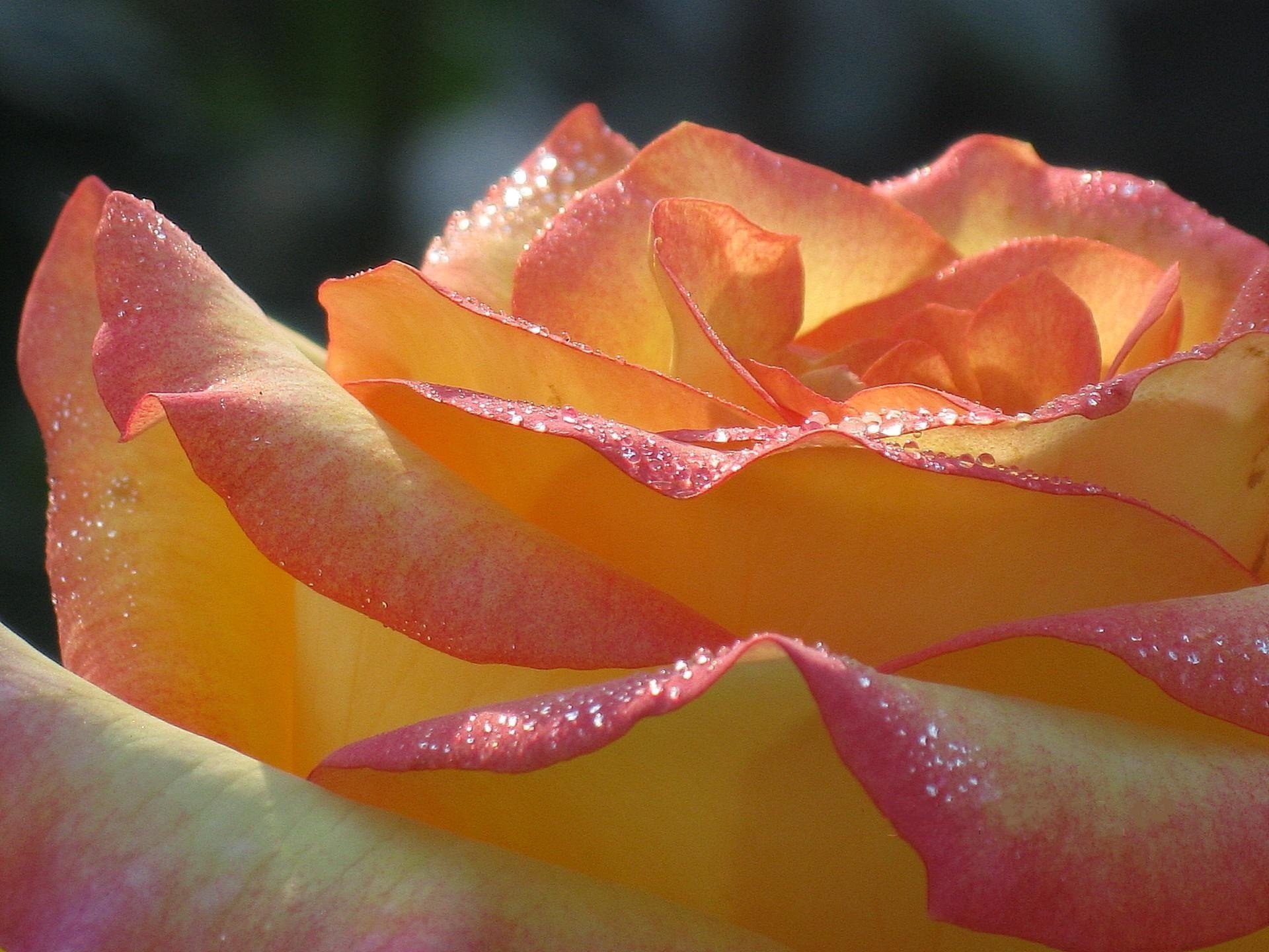 fleur rose matin rosée