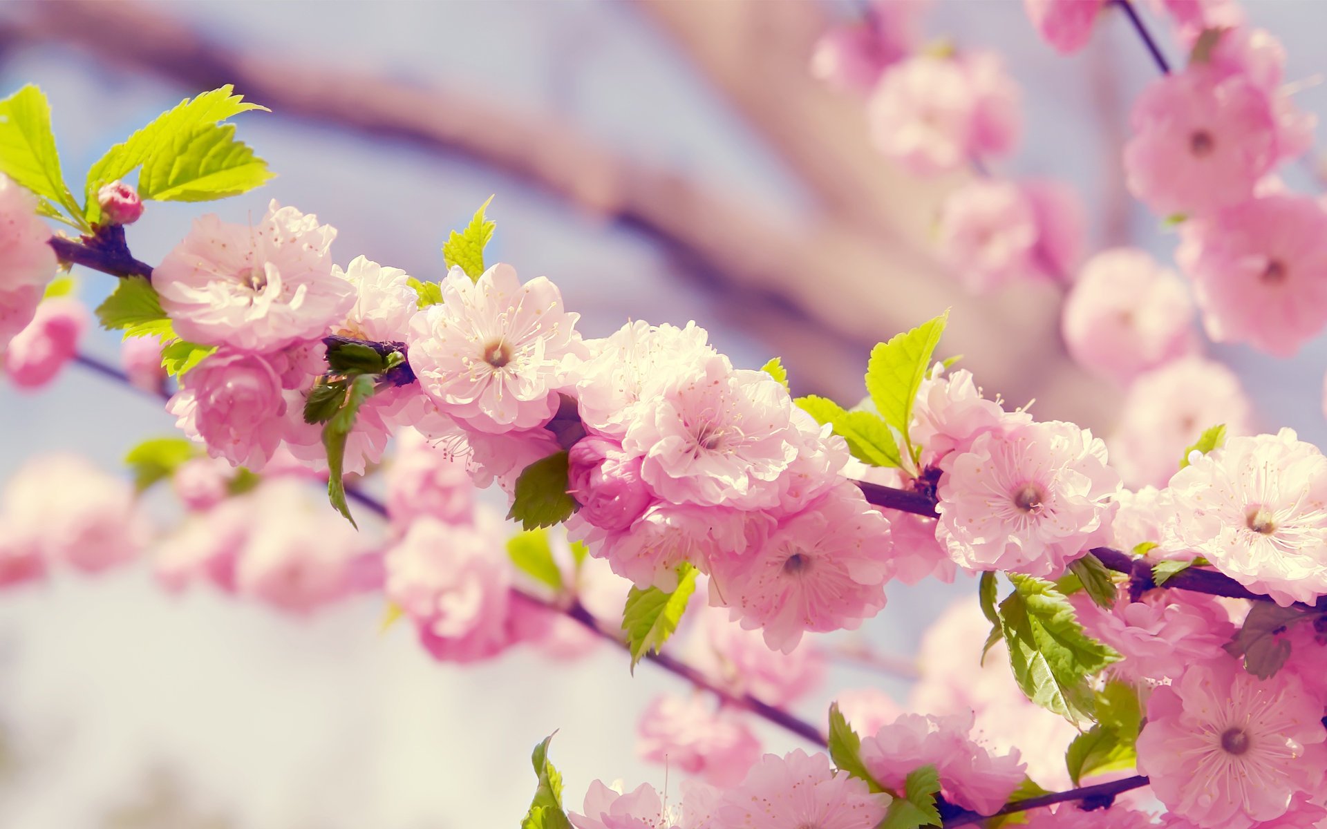 akura flowers cherry branch petals flowering spring