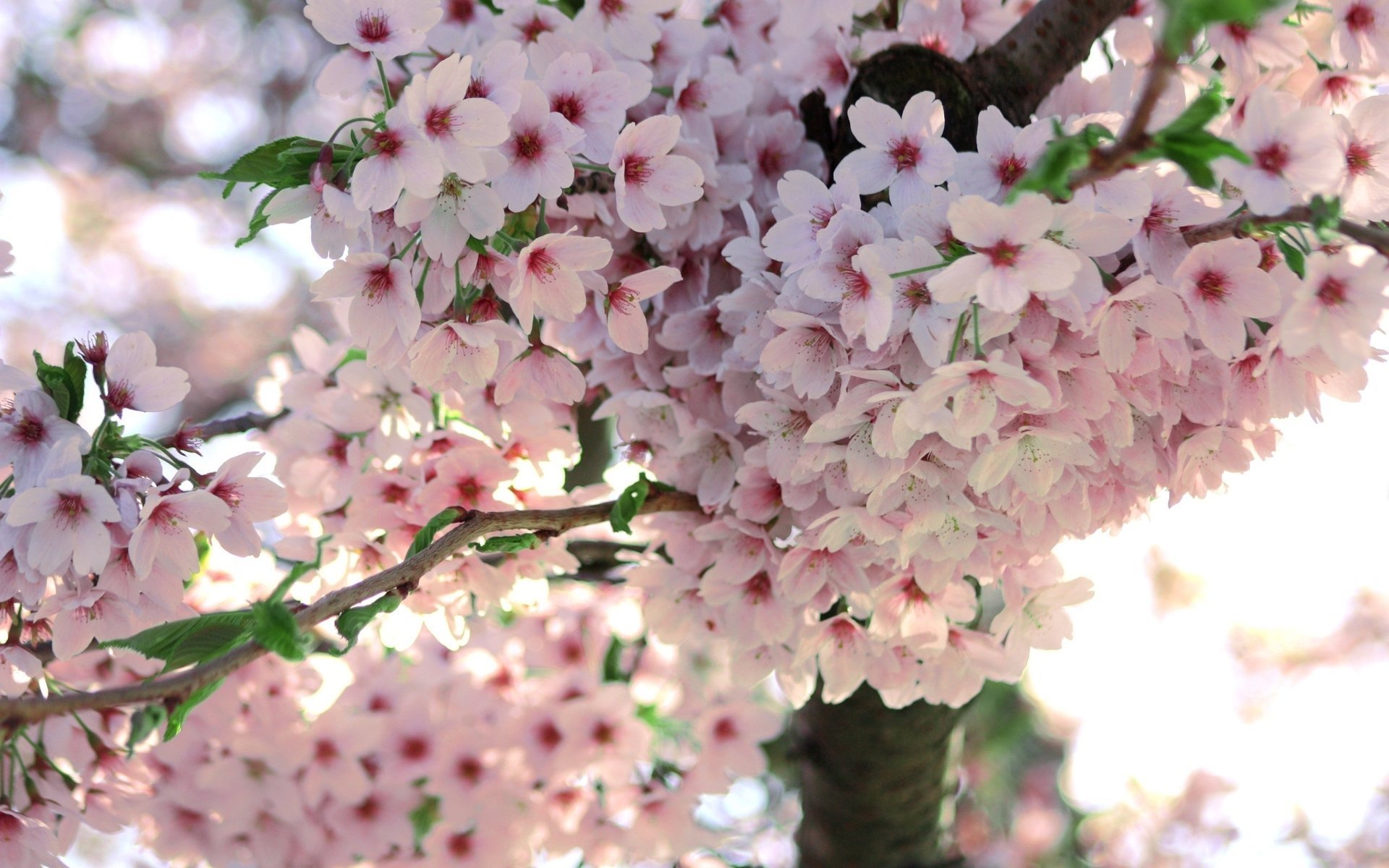 fleurs sakura printemps macro arbre branche floraison