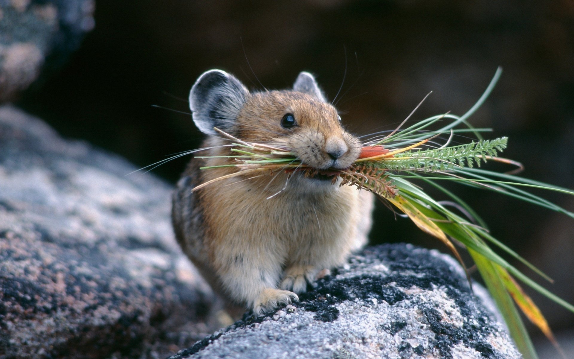 pika topo roditore animali riserve positivo macro