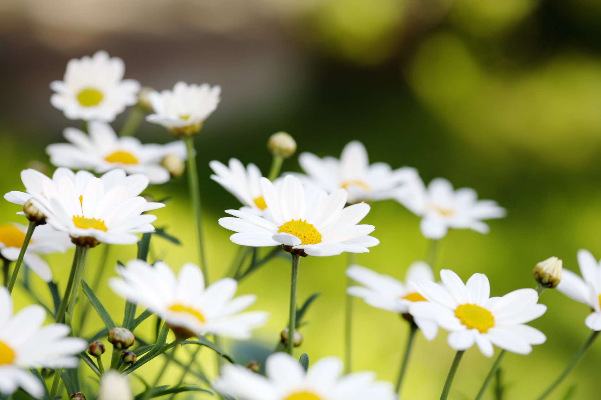 stokrotki kwiaty lato białe pąki natura płatki