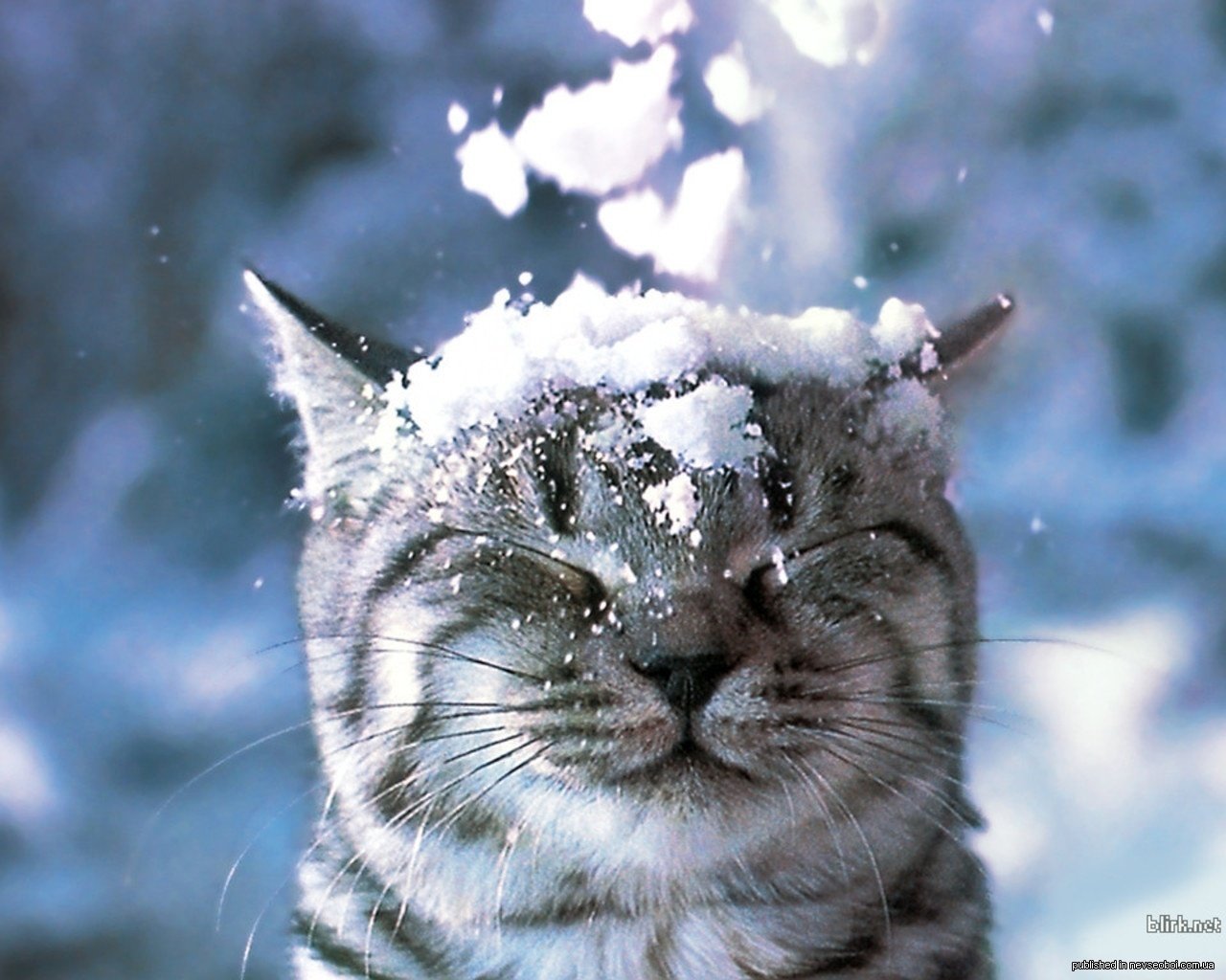 winter katze schnee