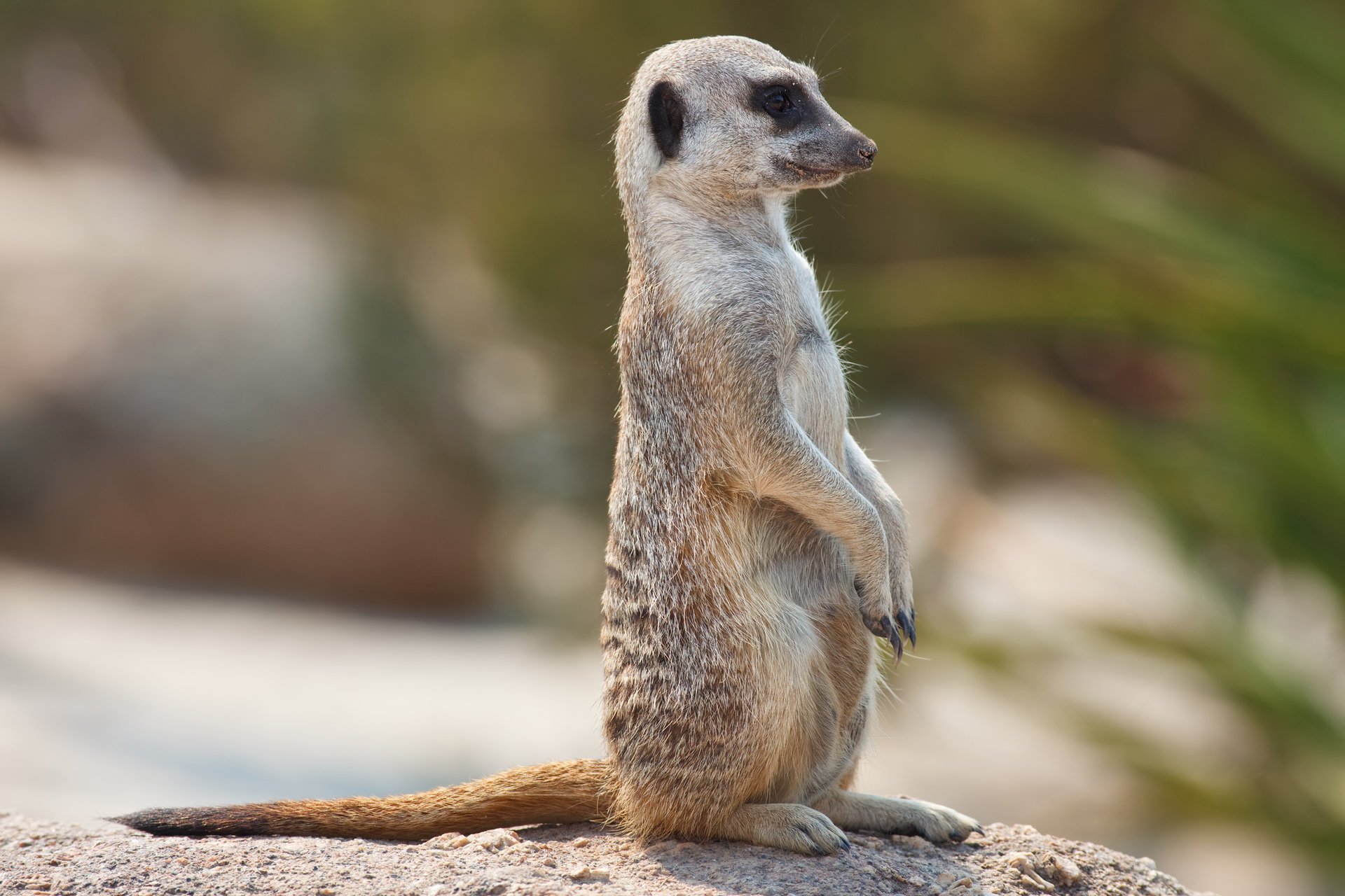 meerkat meerkat watch post sentry eyes gaze animals positive profile muzzle