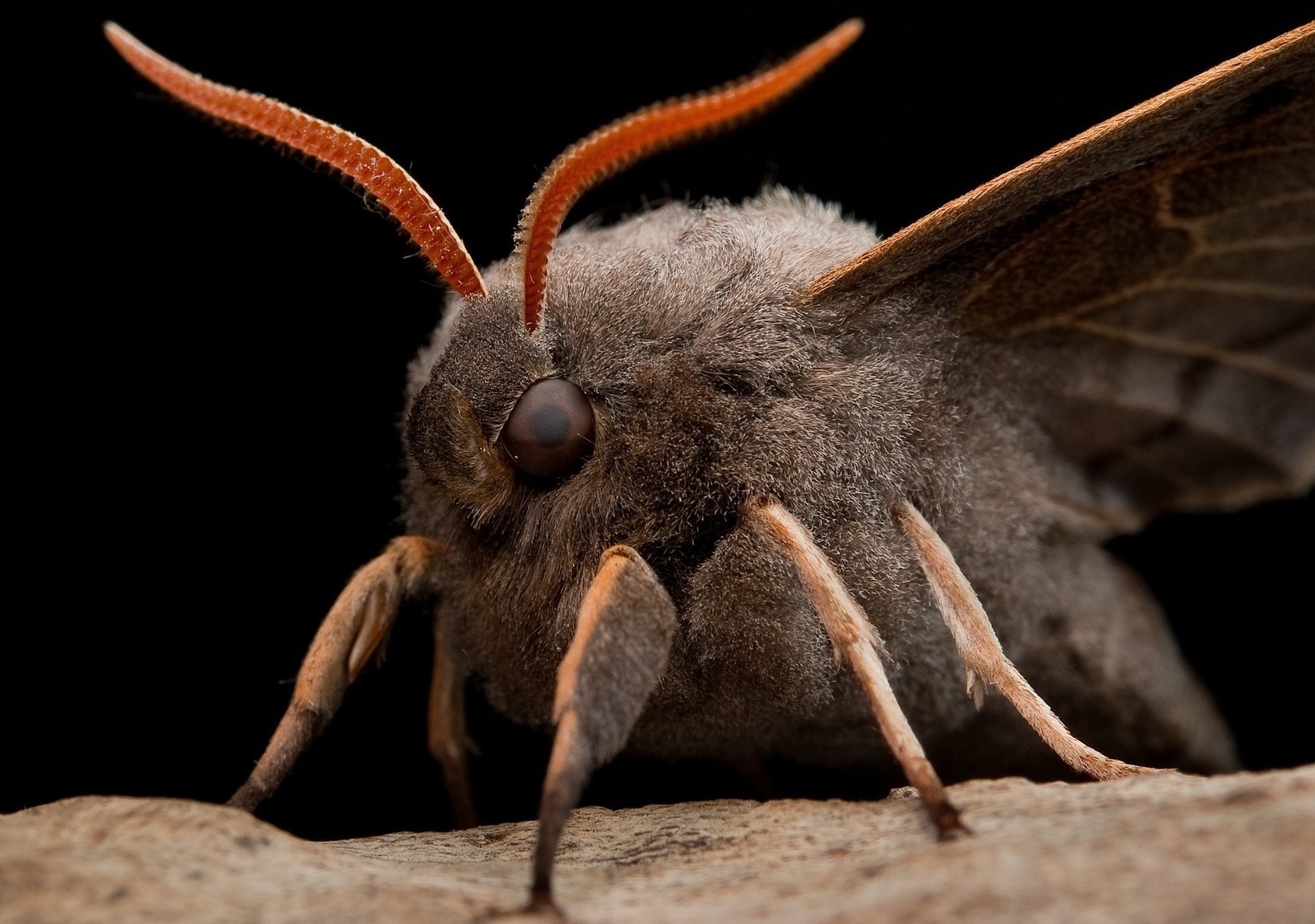 moth eyes antennae macro leg