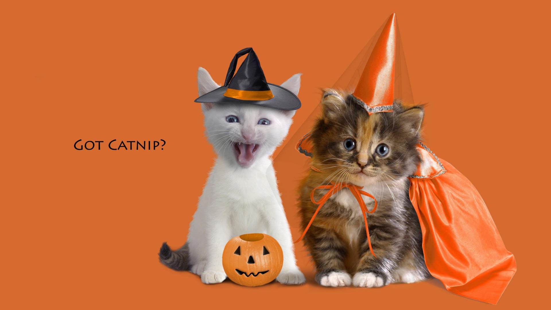 kretyv wakacje halloween kocięta dynia czapka peleryna kapelusz pomarańczowe tło kostiumy koty pytanie napis zwierzęta spojrzenie kis-kis-meow-meow oczy pysk