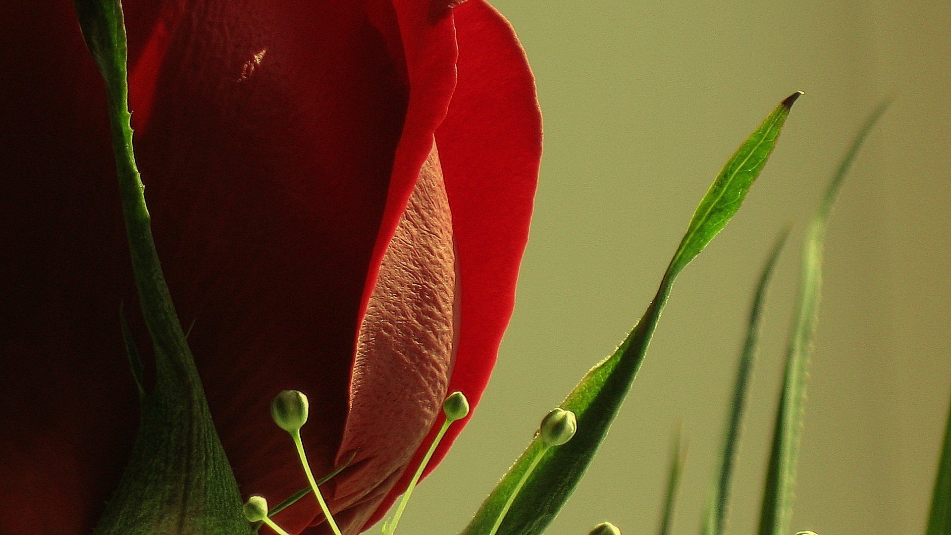 flower rose red