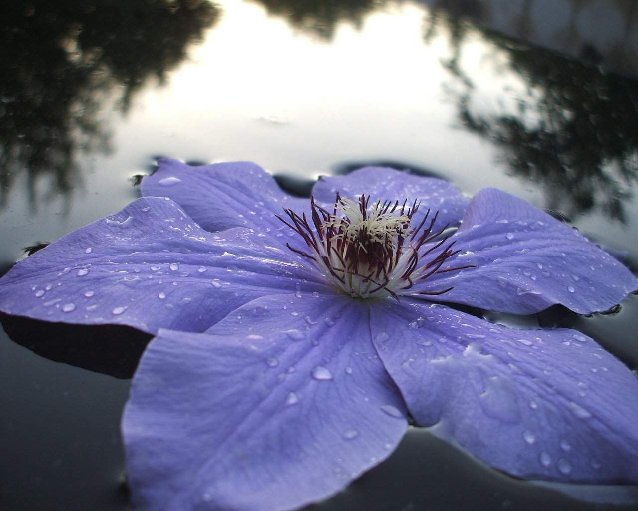 flores agua