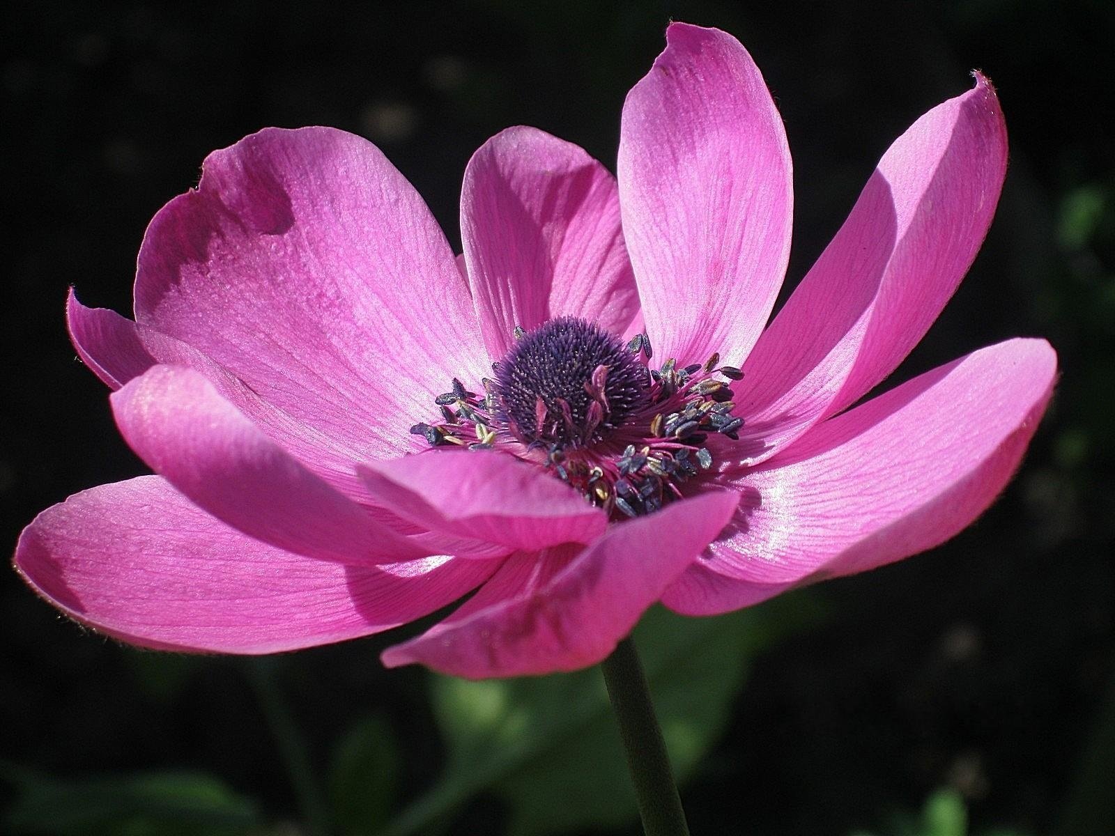 anémona flor rosa