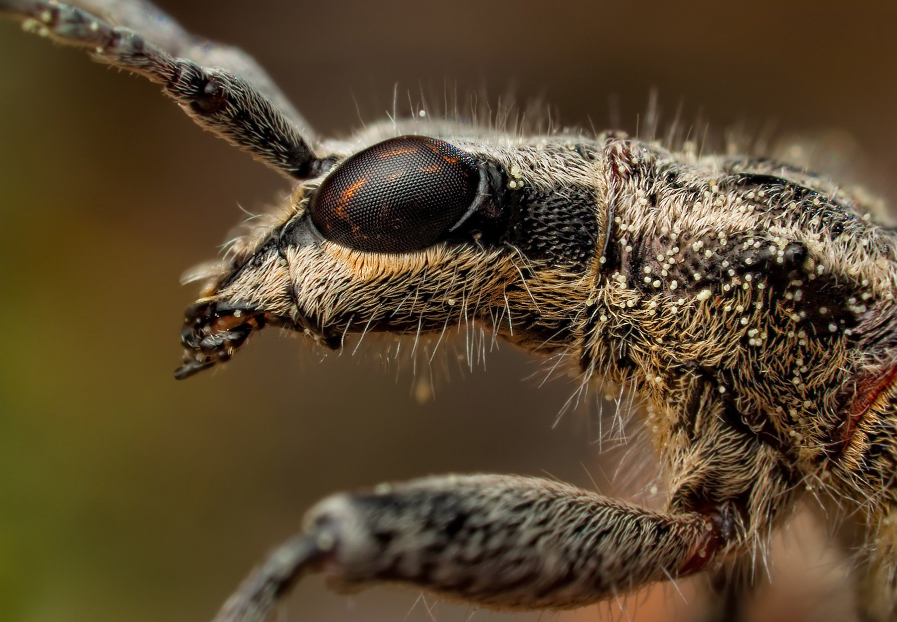 insekt augen facetten antennen antennen makro