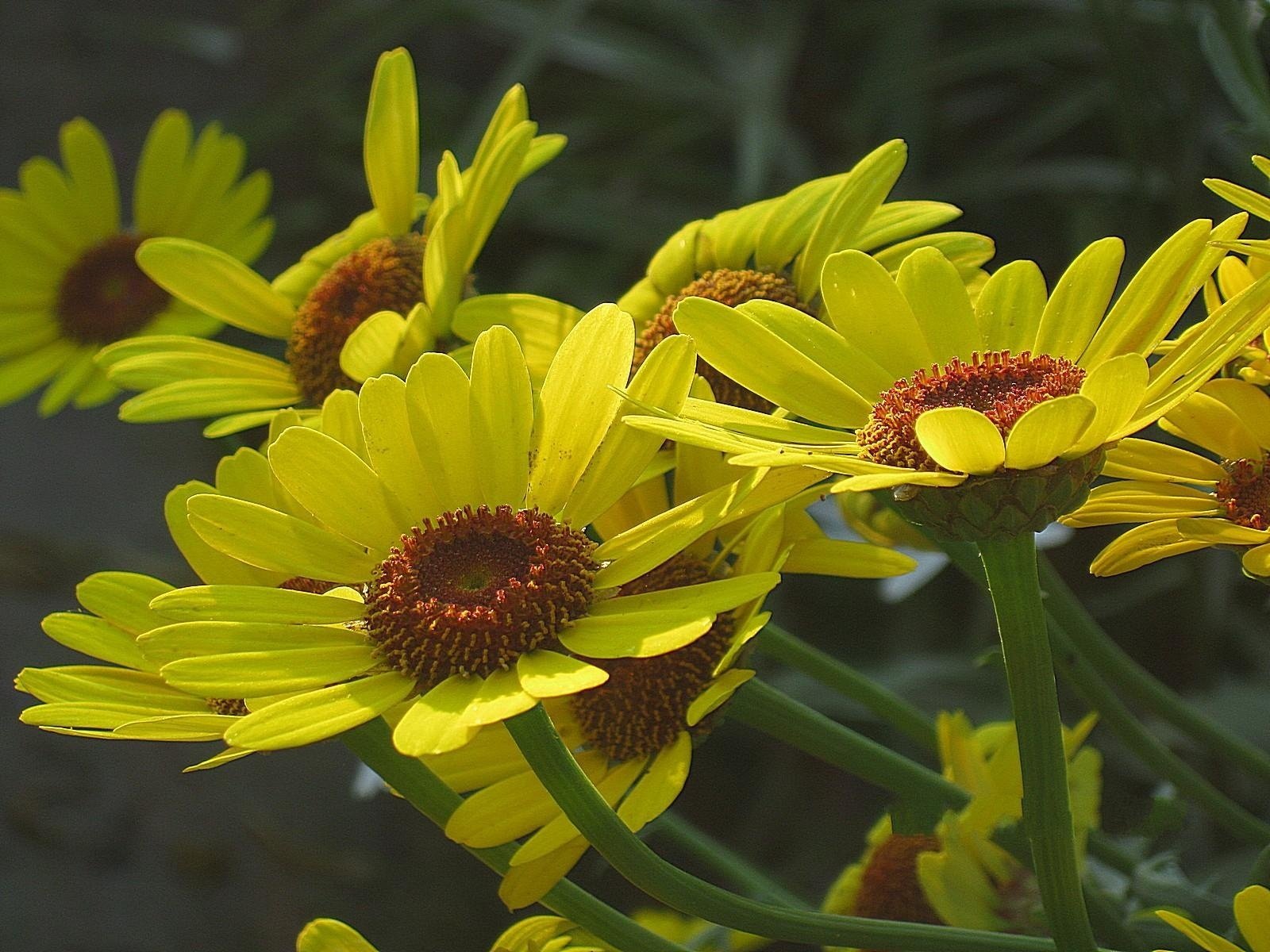 flores amarillo jardín