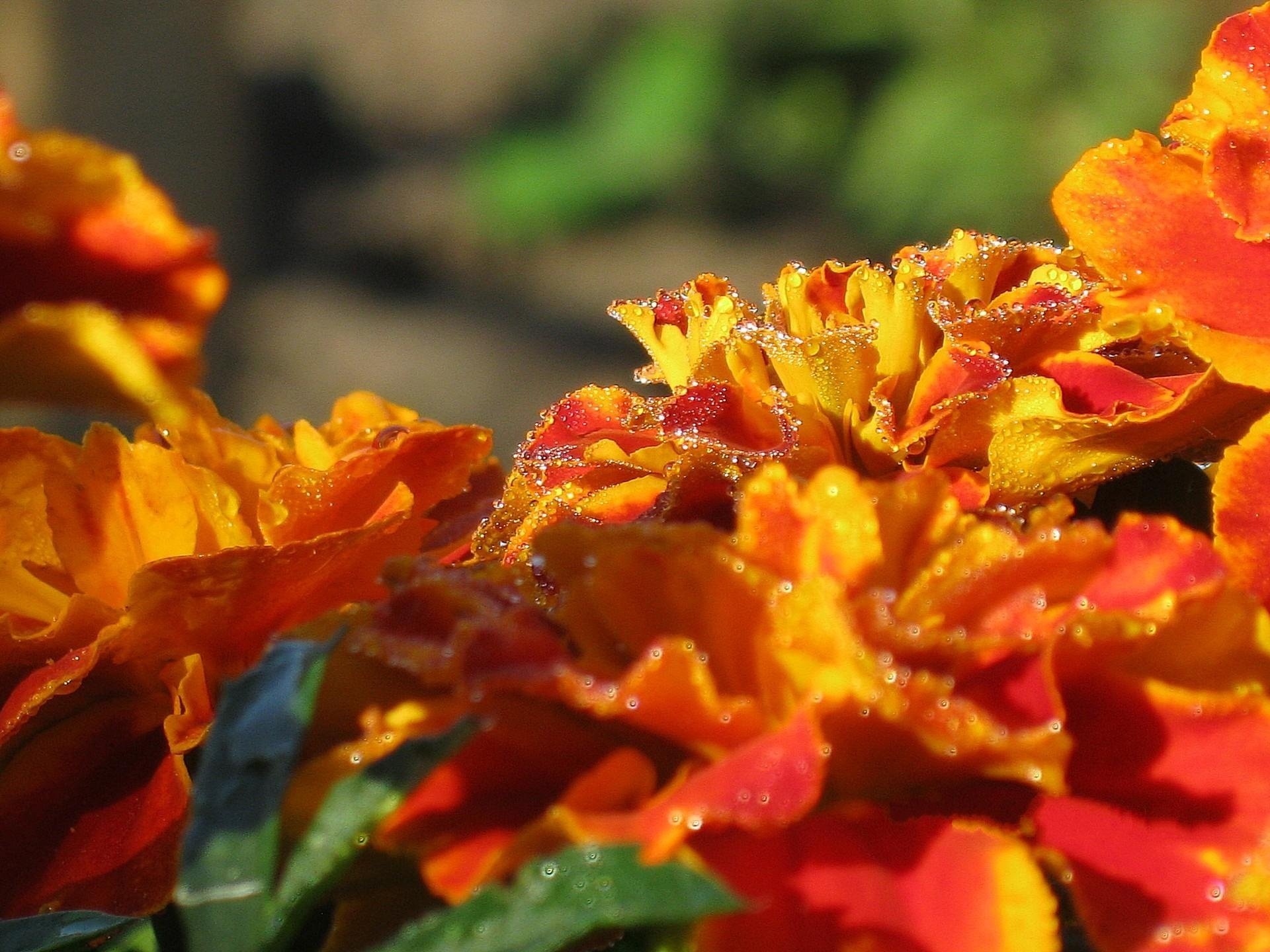 fiori calendule rugiada