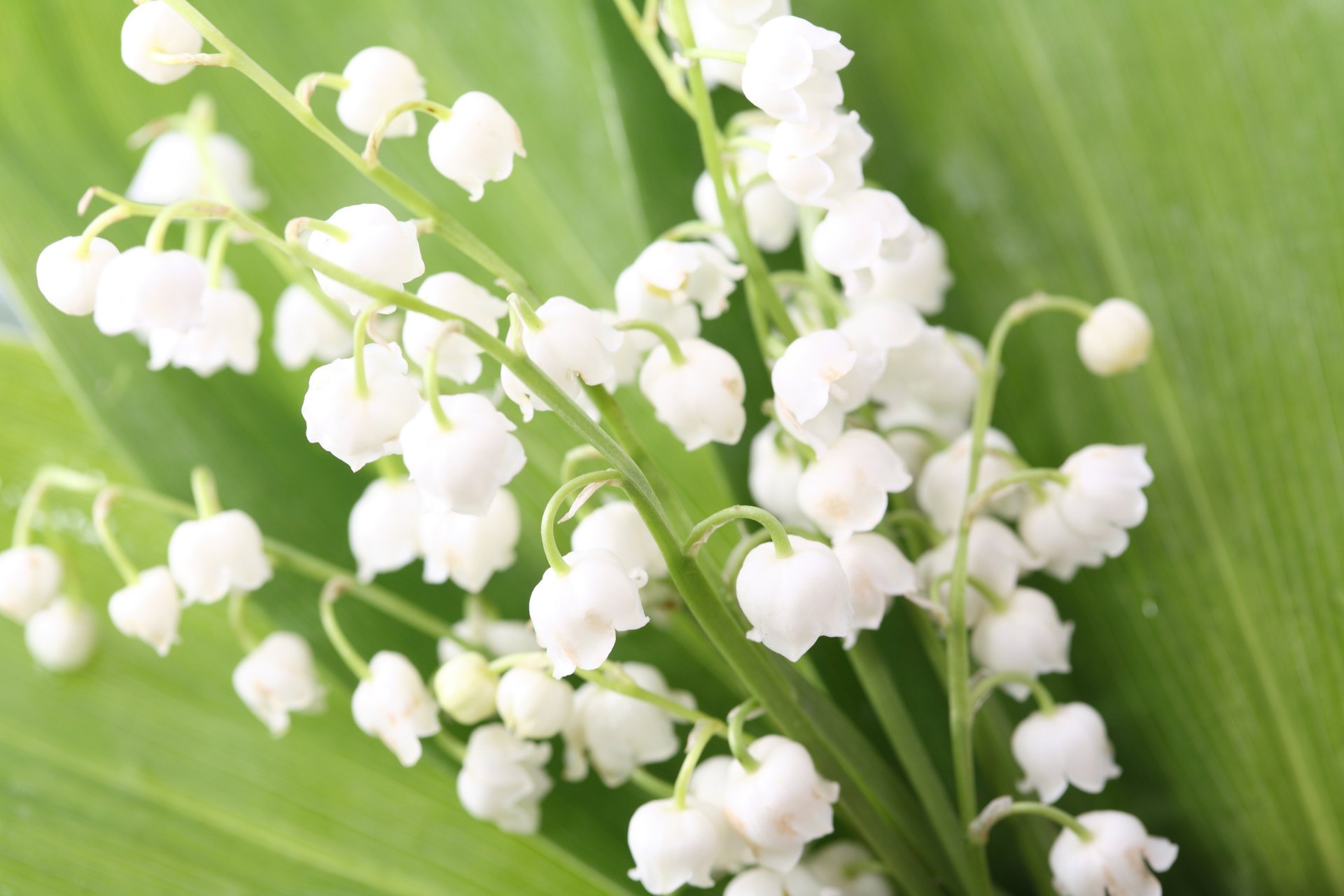 flowers lilies of the valley buds bouquet leaves spring