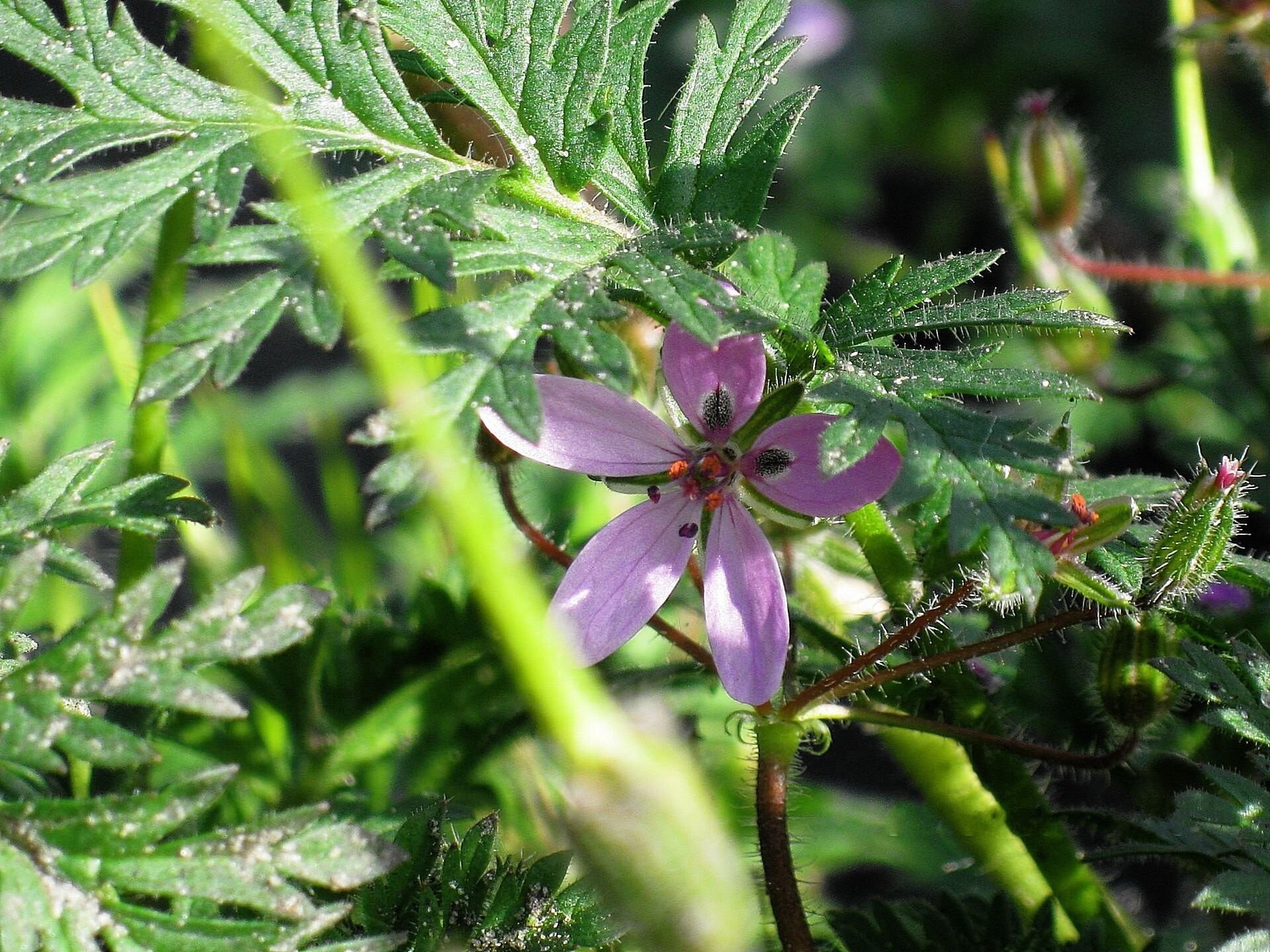 fadenkreuz blume flieder