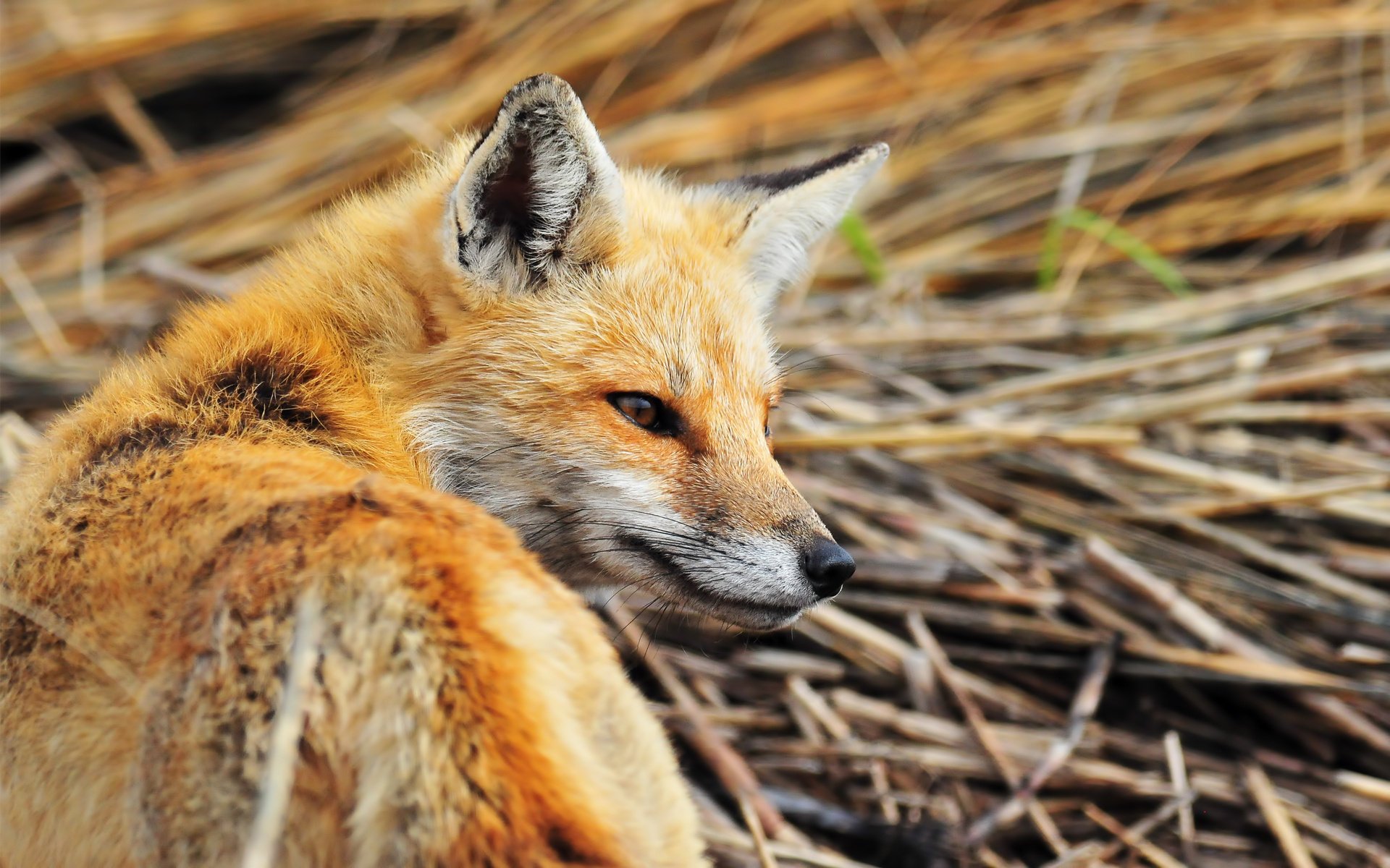 renard roux ruse esprit oreilles yeux regard foin paille animaux prédateurs museau