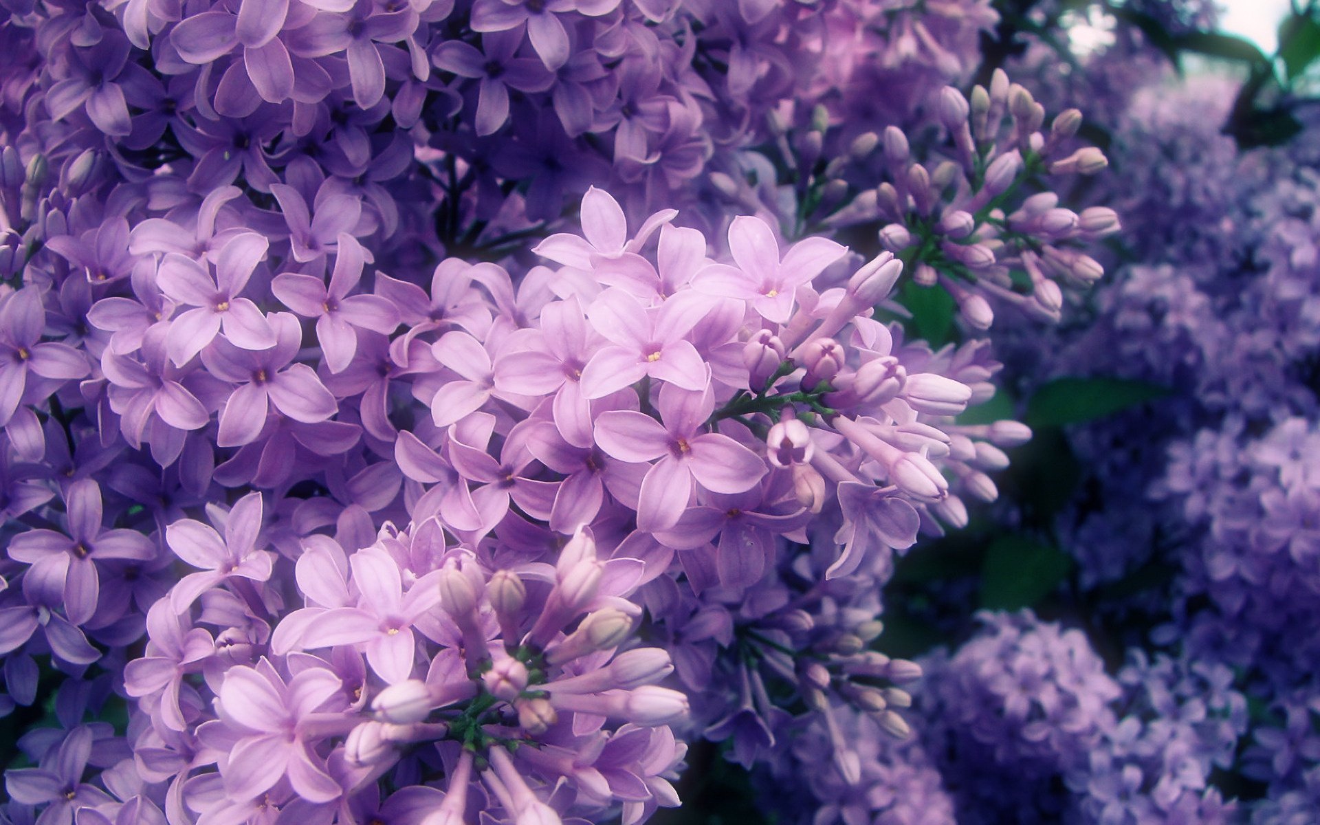 pring branch flowering lilac petals macro