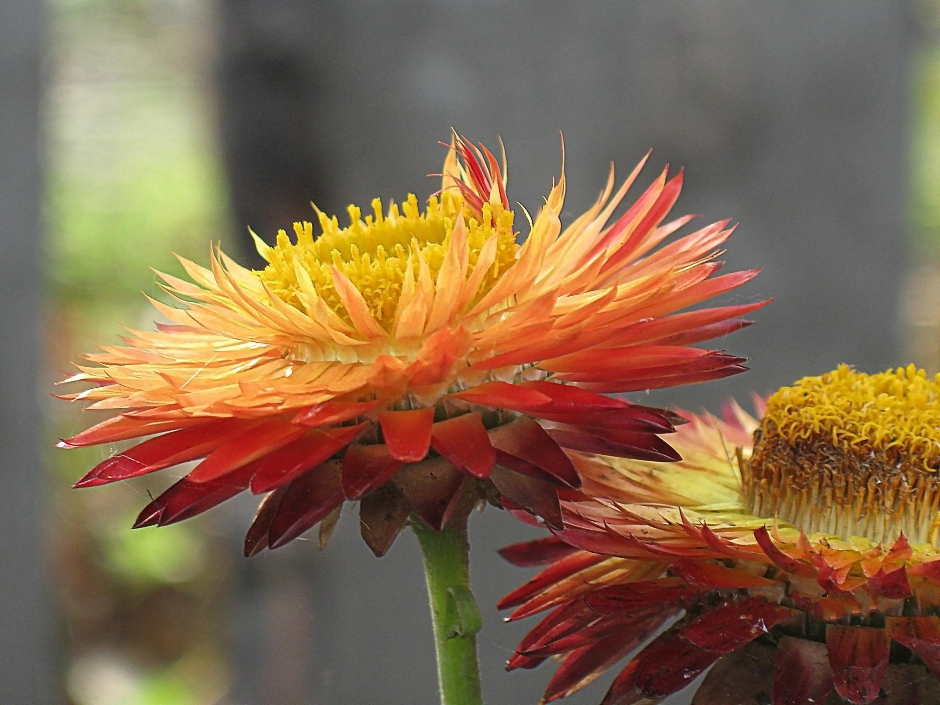 flowers bright the dried flower