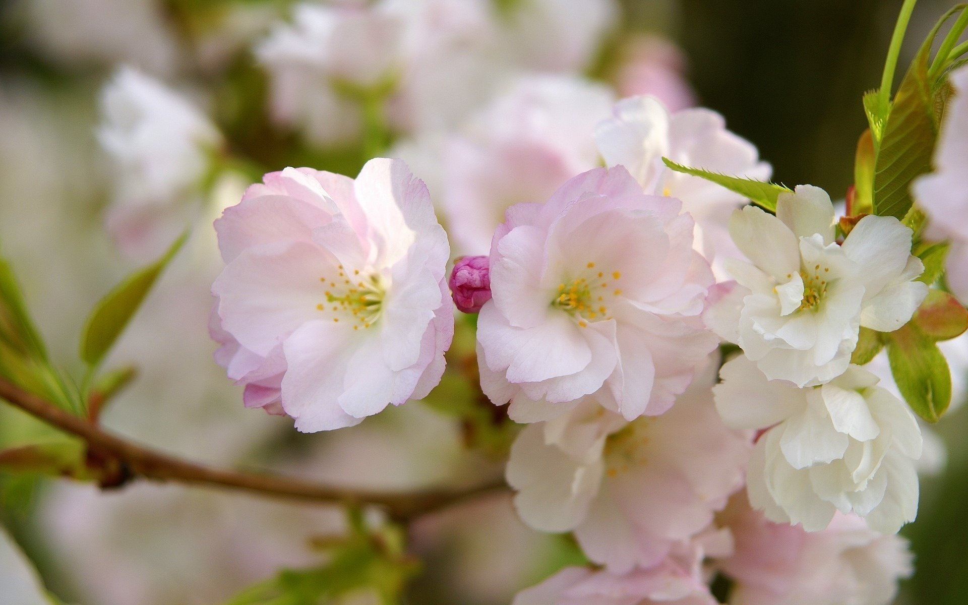 sakura kwiaty różowe gałąź płatki makro