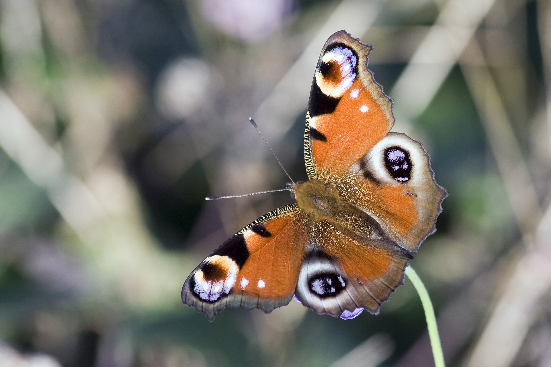 oeil de paon papillon ailes modèle couleurs macro antenne