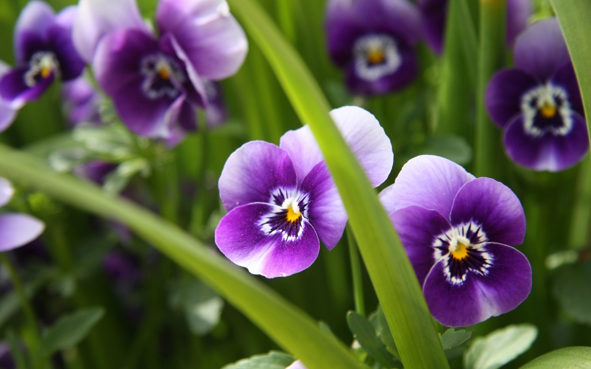 flowers purple pansy greens grass macro