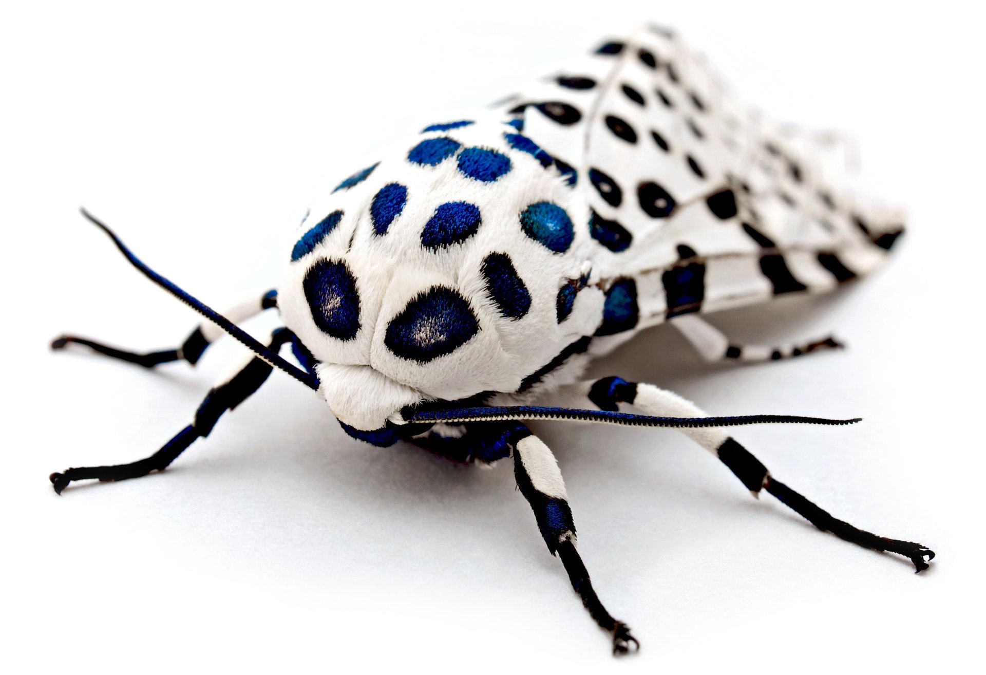 moth moth spots pattern macro background white insect white background paws whisker