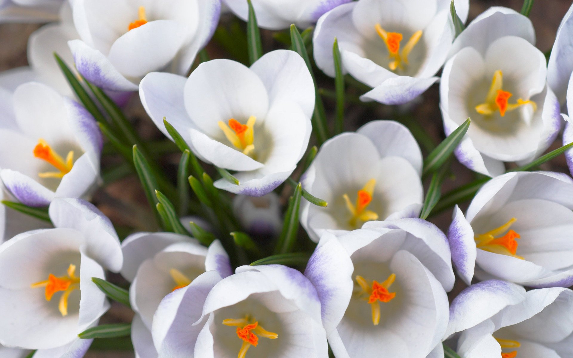 fleurs printemps blanc primevère bouquet gros plan crocus