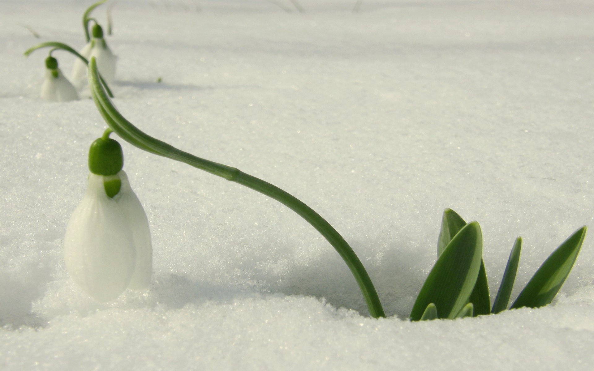 minimalismo flor blanco campanilla nieve primavera prímula luz macro