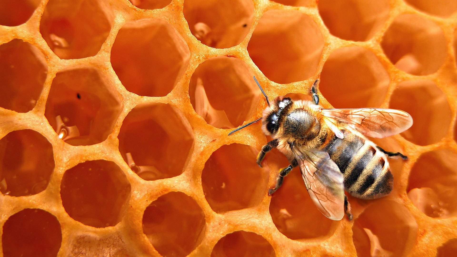 biene honig wabe struktur makro insekt orange tiere bienenzucht