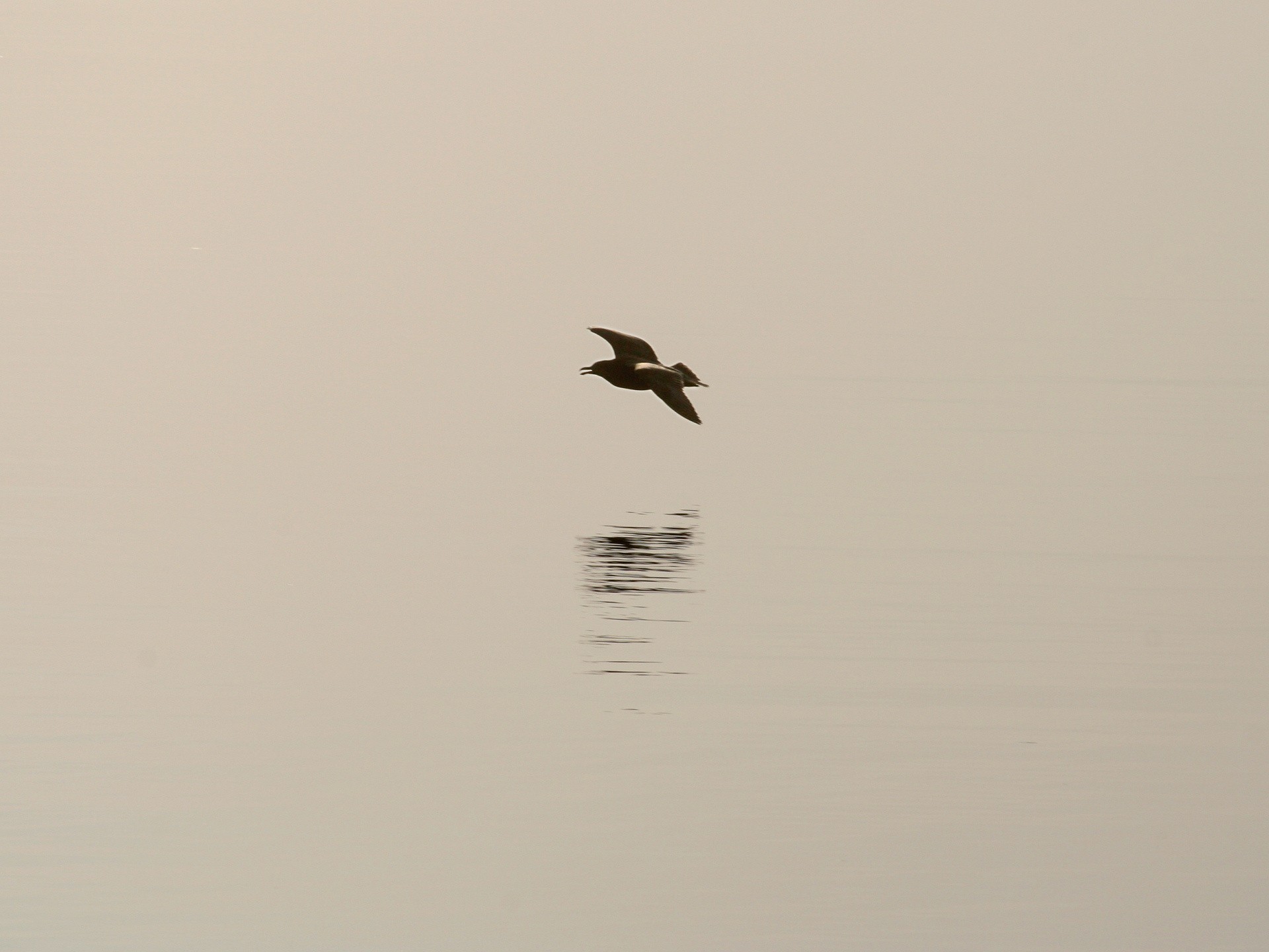 minimalismo pájaro sombra