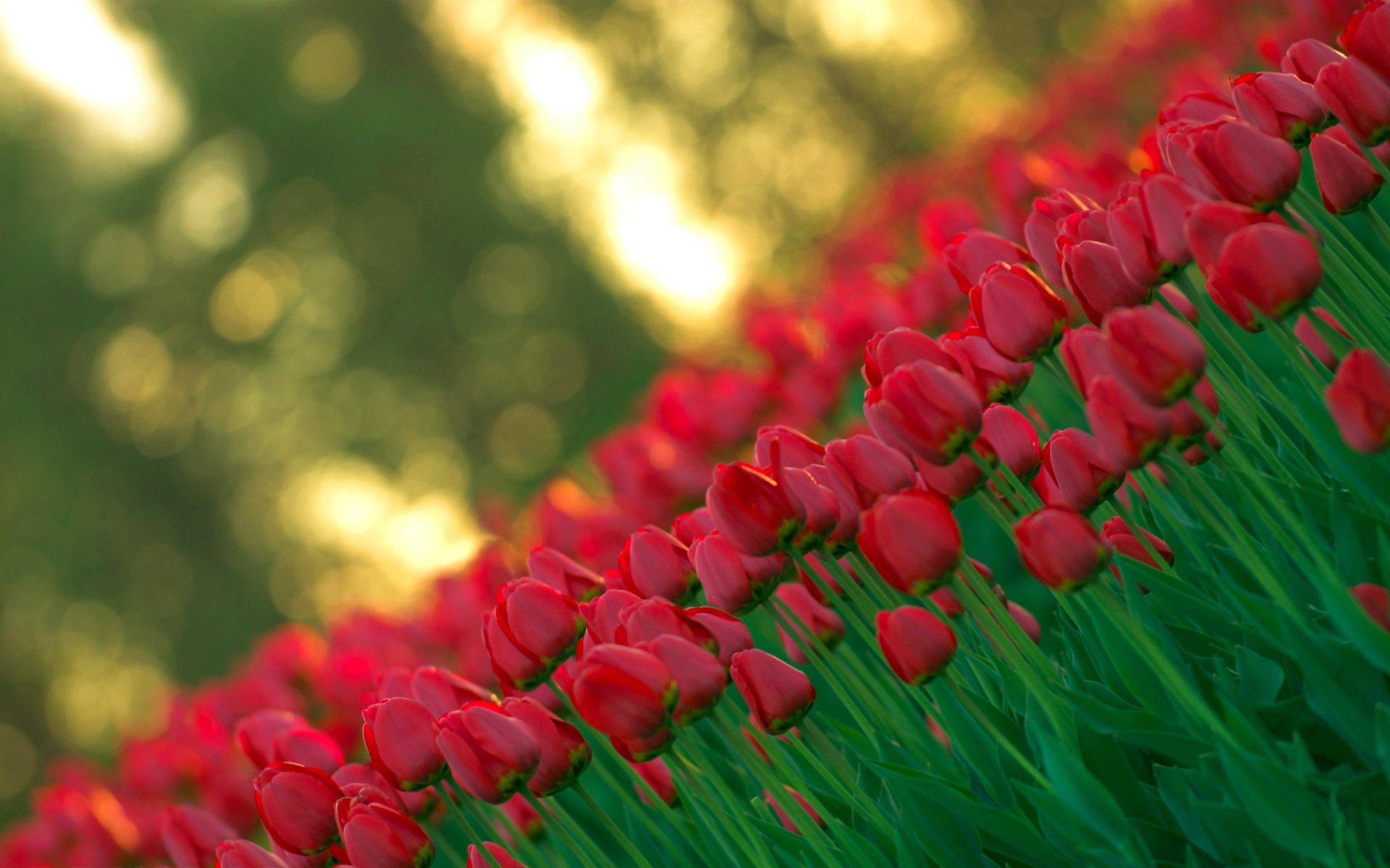 tulipes bourgeons rouge flou lumière printemps